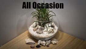 Air plant arrangement