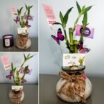 3 Stalks Lucky Bamboo Round Jar