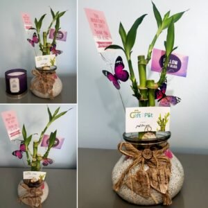 3 Stalks Lucky Bamboo Round Jar