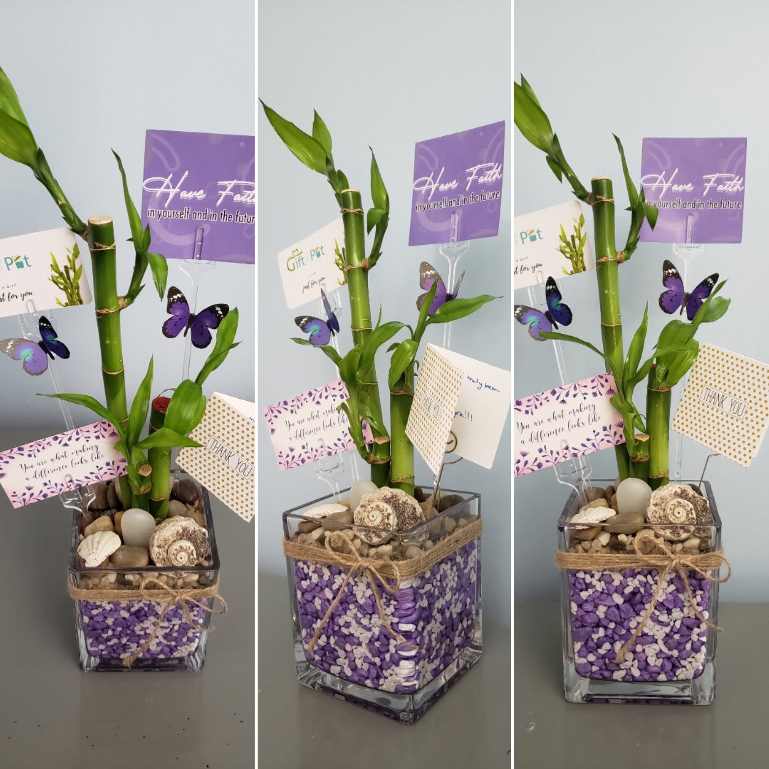 3 Stalk Lucky Bamboo purple and white