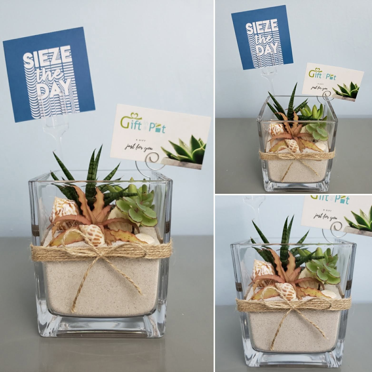 4.5" Cacti and Succulent Arrangement