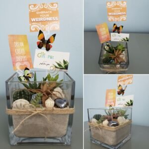 6" Cacti and Succulent Arrangement