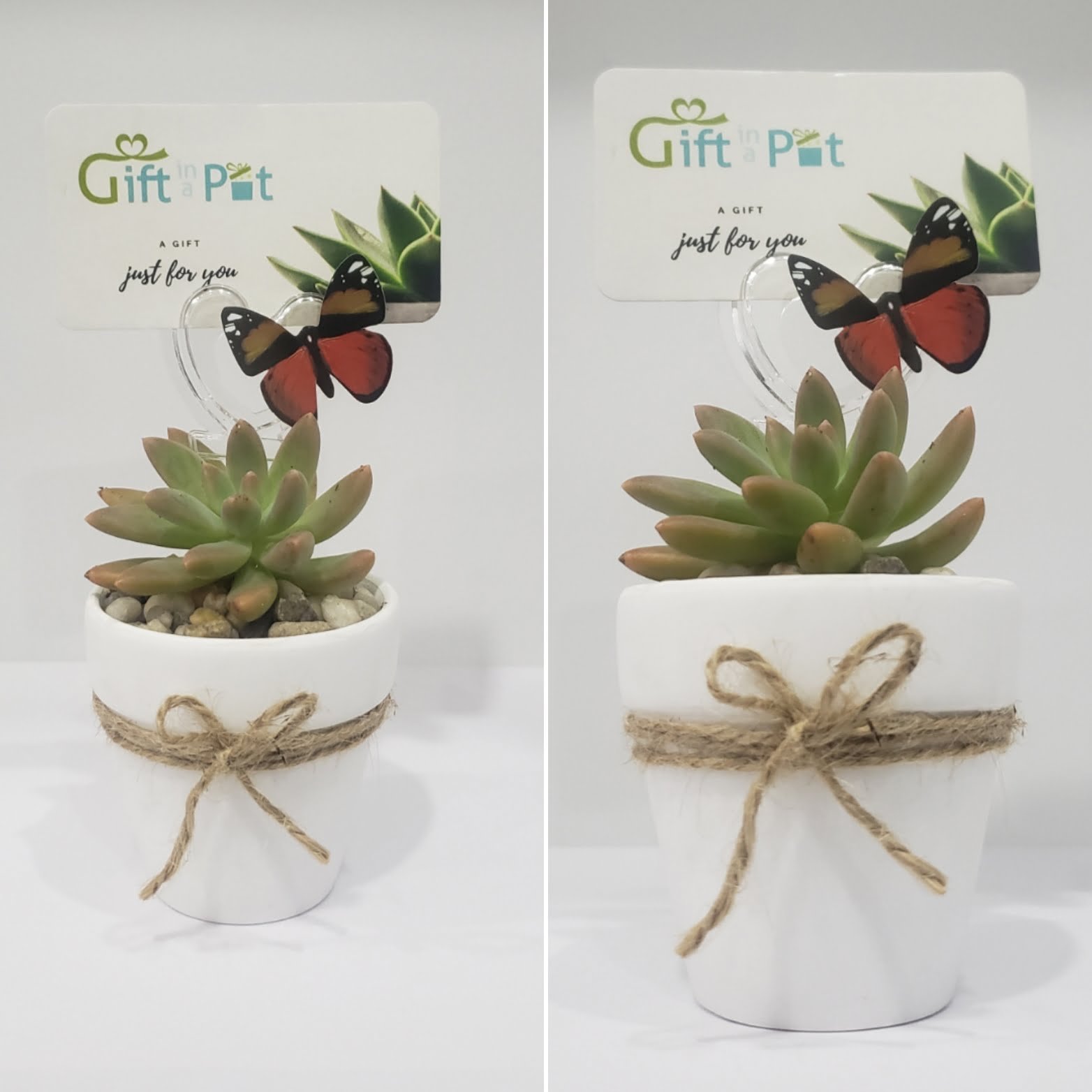 2.5" Cacti or Succulent Planter - Image 2