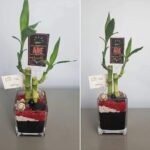 2 Stalks Lucky Bamboo Regular