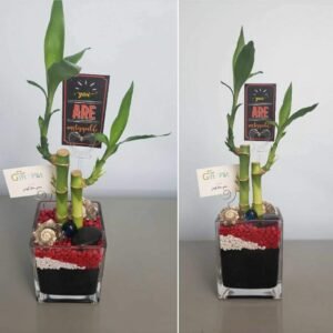 2 Stalks Lucky Bamboo Regular