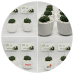 Gift in a Pot Compay Favours