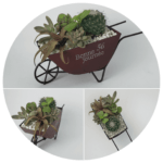 Gift in a Pot Wheelbarrow Cacti Arrangement