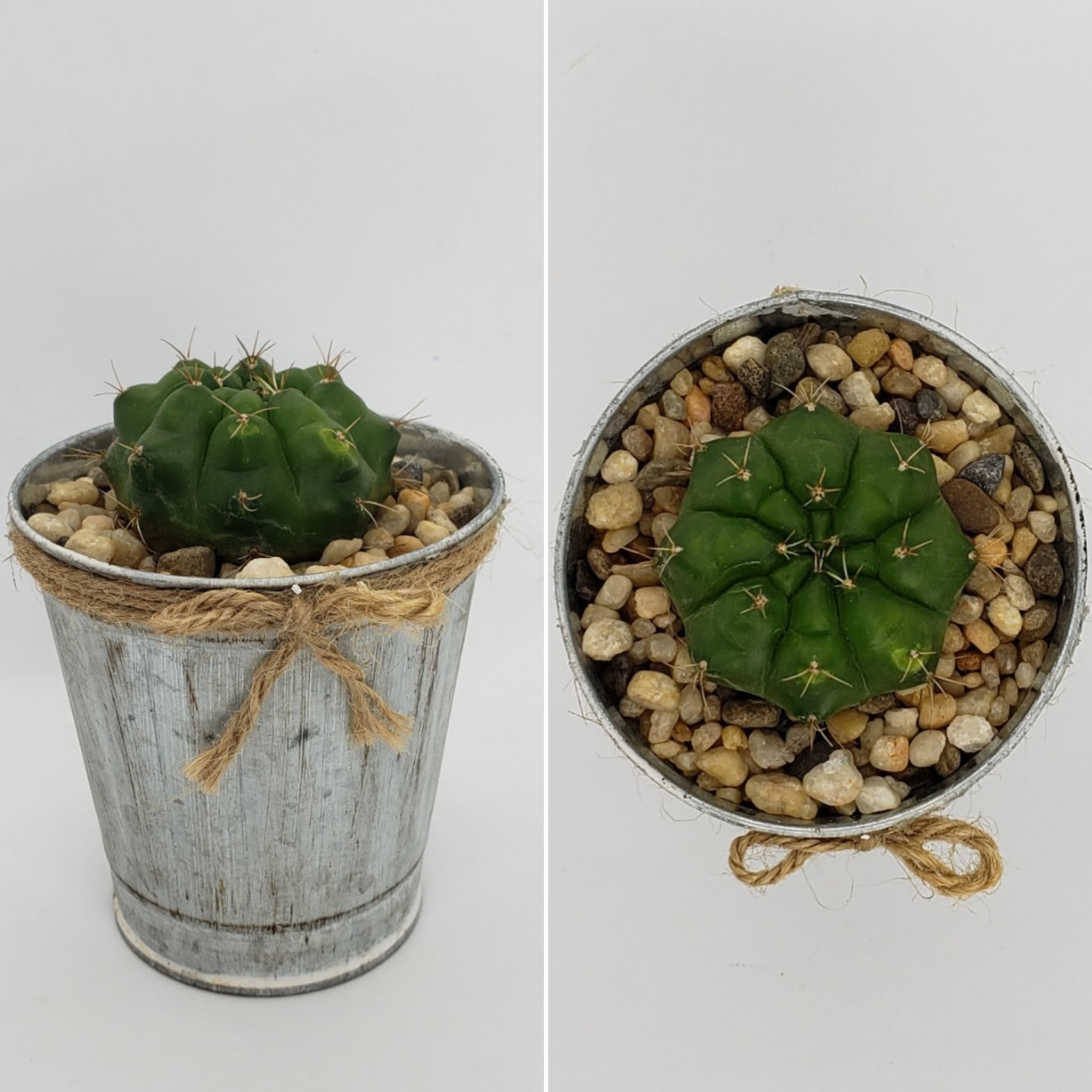 3.5" Metal Pot with Cactus or Succulent - Image 2
