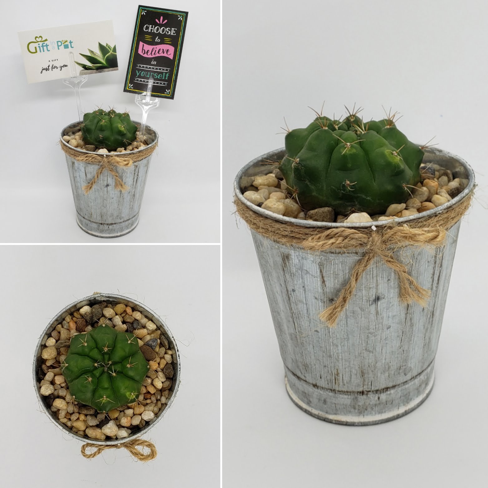 3.5" Metal Pot with Cactus or Succulent - Image 4