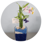 Gift in a Pot 3 Stalk Lucky Bamboo Blue and White