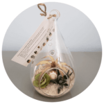 Gift in a Pot Mini Terrarium