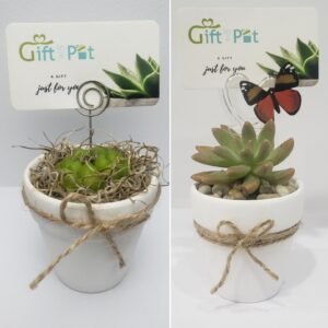 2.5" Cacti or Succulent Planter