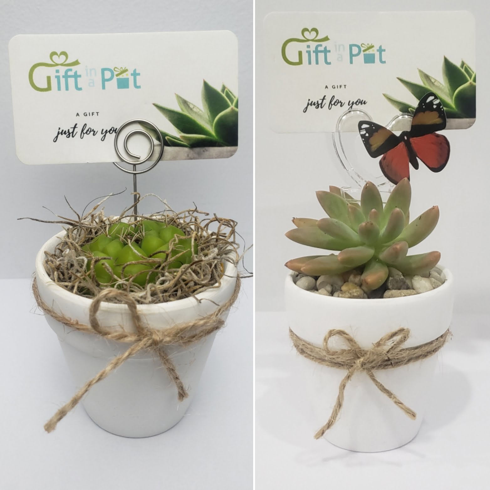 2.5" Cacti or Succulent Planter