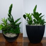 7" Zz Plant Round Black Pot