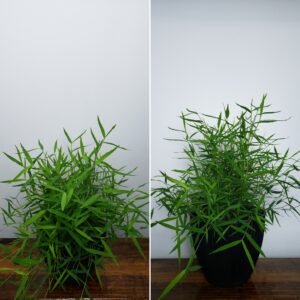 7" Chinese Bamboo Grass Black Pot