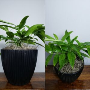7" Florida Beauty Black Pot