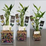 3 Stalks Lucky Bamboo Square Jar Large