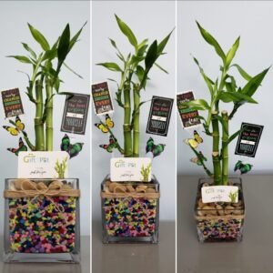 3 Stalks Lucky Bamboo Square Jar Large