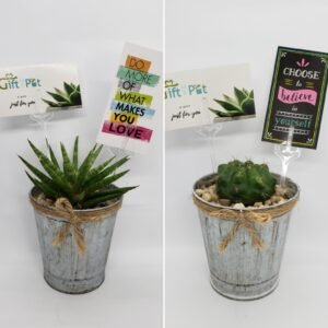 3.5" Metal Pot with Cactus or Succulent