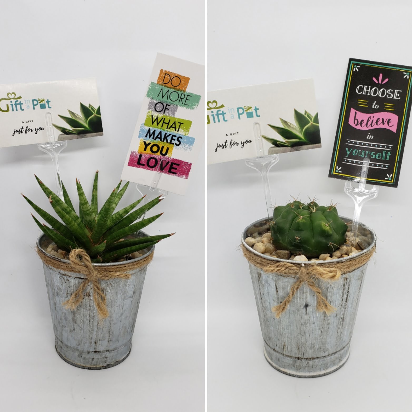 3.5" Metal Pot with Cactus or Succulent