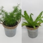 6" Metal Pot with Fern