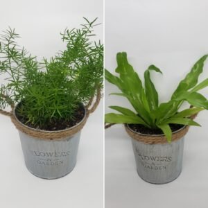 6" Metal Pot with Fern