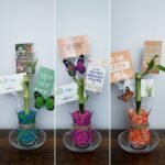 One Stalk Lucky Bamboo