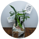 Gift in a Pot Lucky Bamboo