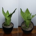 7" Sansevieria Moonshine Round Black Pot
