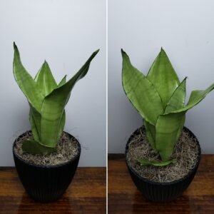 7" Sansevieria Moonshine Round Black Pot