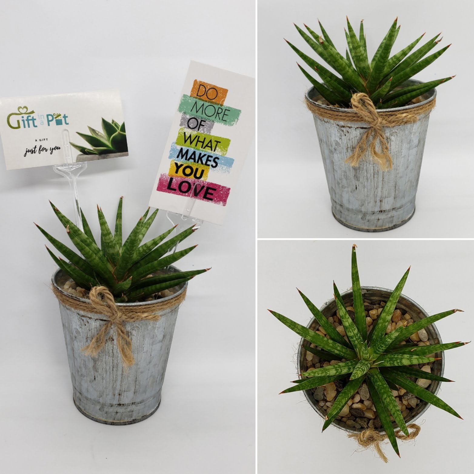 3.5" Metal Pot with Cactus or Succulent - Image 5