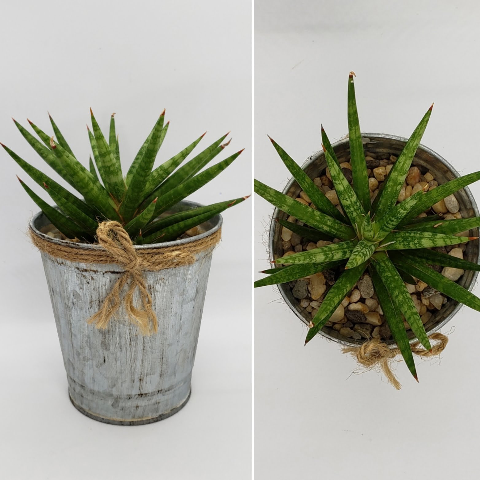 3.5" Metal Pot with Cactus or Succulent - Image 3