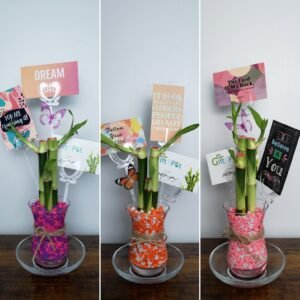 The Jamaican Plant Arrangement Store for the best Lucky Bamboo