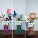 Two Stalks Lucky Bamboo