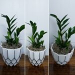4.5" Zz Plant Round Pot