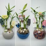 Fish Bowl 3 Stalks Lucky Bamboo