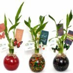 3 Stalks Lucky Bamboo Round Jar