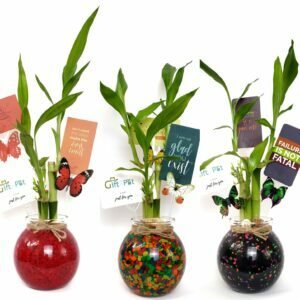 3 Stalk Lucky Bamboo Round Jar