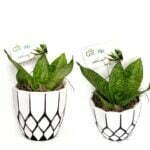 4.5" Sansevieria Round White Pot