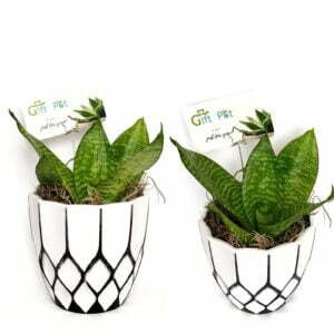 4.5" Sansevieria Round White Pot