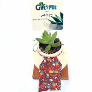 Cacti or Succulent in Chic Design Planter