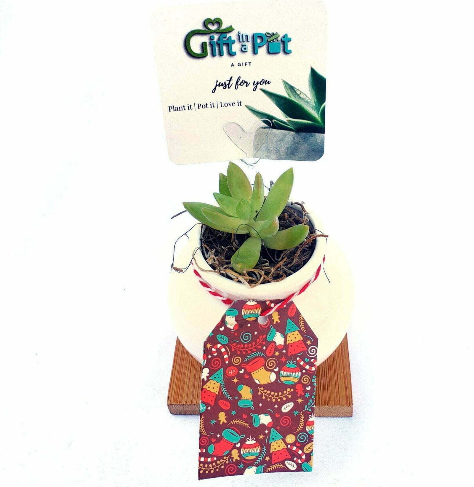 Cacti or Succulent in Chic Design Planter