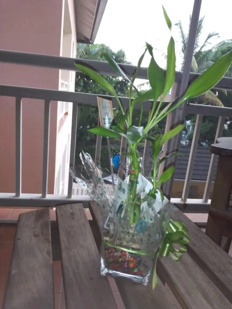 Image #1 from Diandra